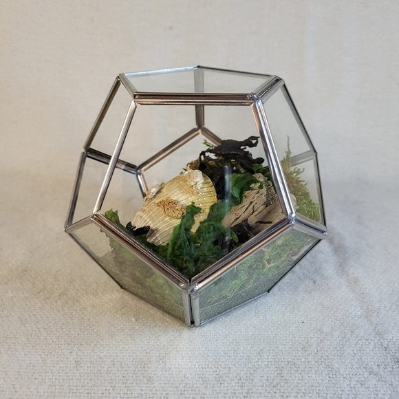 Ethically Sourced Ocean Scene in Terrarium - Picture 3 of 11